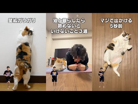 【猫あるあるソングまとめ】猫と暮らしたら諦めないといけないこと3選・お尻ってかわいいよね・猫原悦子｜かりん＆ちゃいか… サムネイル