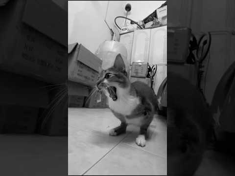 ？dinosaur サムネイル