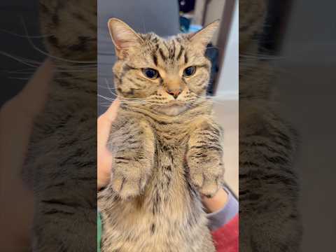 可愛すぎるスコティッシュを育てる、猫好き下僕たち... cat 猫