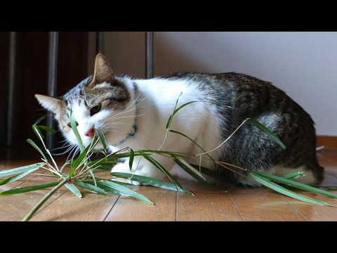 笹の葉食べる猫たち　260421 サムネイル