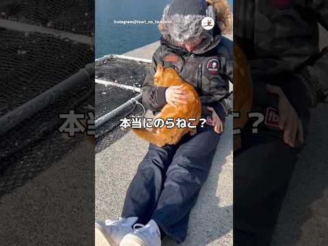 警戒心ゼロの野良猫さん｜PECO