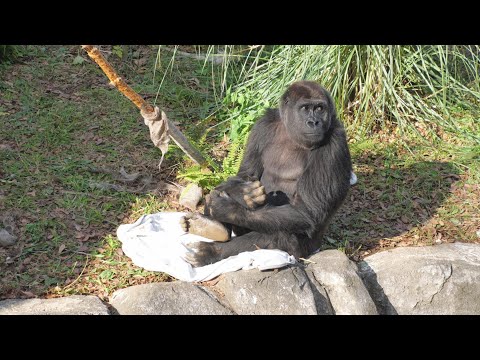 モモカ🍑千葉はクレーム対応しているだけのことしかしていない。する気もない。　千葉市動物公園　ゴリラ　202512 サムネイル