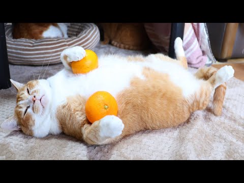 のせ猫　みかん　260105 サムネイル