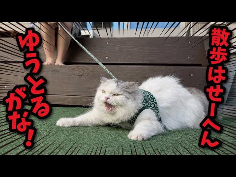 猫を散歩させたい娘　VS　絶対に散歩せーへんゆうとる猫 サムネイル