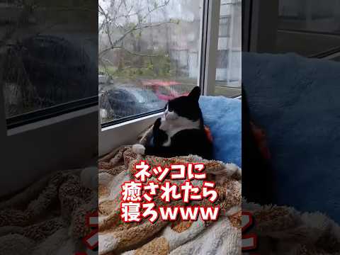 ネッコの動画で癒されたら寝ろｗｗｗ　2ch  動物  猫 癒やし ねこ動画