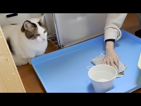 入念に水かきの練習をする猫 サムネイル