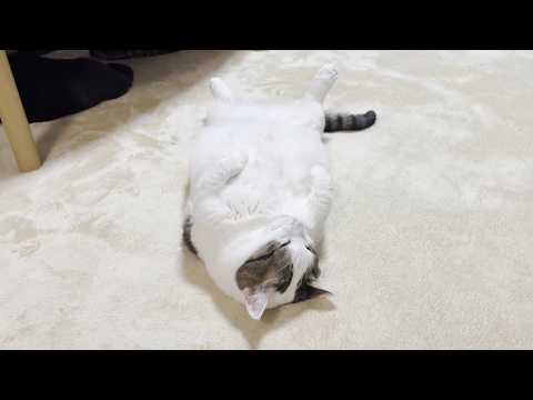 7年間でしっかりと福よかになった猫 サムネイル
