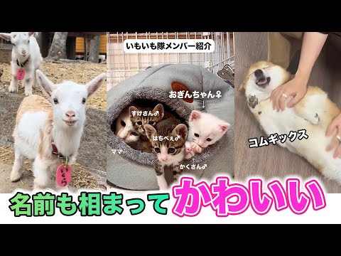 【11選】名前も相まってかわいい動画｜PECO サムネイル