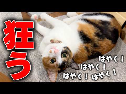 ベルちゃんが狂ってしまいました。