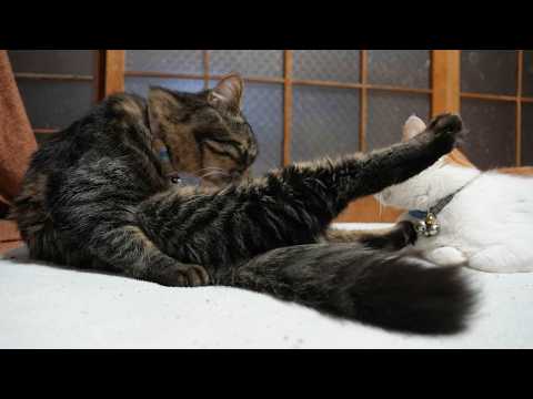 クロ毛づくろい　260302 サムネイル