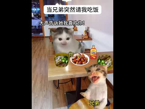 当兄弟突然请我吃饭！ 有趣 猫meme 猫meme剧场 猫meme小剧场 内容过于真实  故事 貓 猫猫meme小剧场…