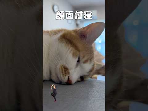 「顔面付寝」猫あるある|フルはApple Musicほか音楽アプリへ