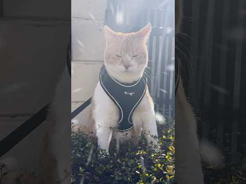 元野良猫の一日元野良猫チャチャ 猫武将 ねこ cat ゆるめにたのむ