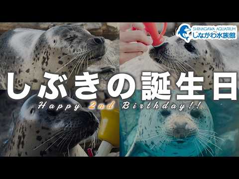 しぶき2歳の誕生日@しながわ水族館【ゴマフアザラシ】 サムネイル