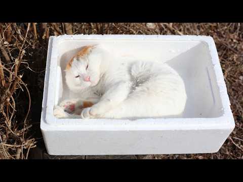 かご猫LIVE配信　2026年5月30日 サムネイル
