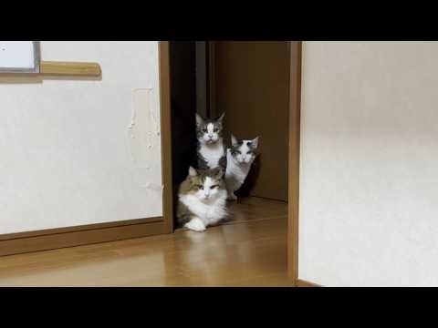 オスがよってくる音でよってくる足が短めのオス猫2匹 サムネイル