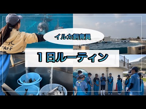イルカ飼育員の1日🐬 サムネイル