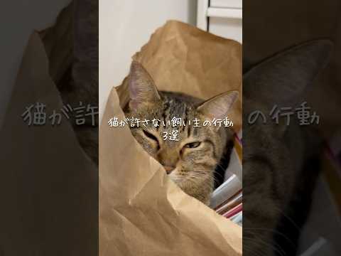 猫が許さない飼い主の行動3選 猫 ねこ 猫のいる暮らし 保護猫 猫動画 猫好きさんと繋がりたい 猫のいる生活 ねこのい… サムネイル