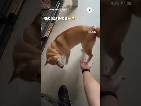 お手じゃないけど許す｜PECO