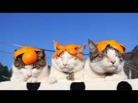 みかんの皮　のせ猫　260119 サムネイル