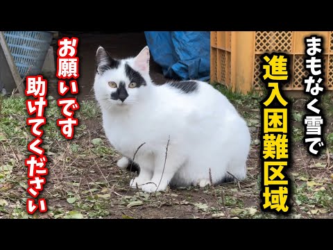 除雪車の来ない場所に住む猫をどうしても助けてあげたい… サムネイル