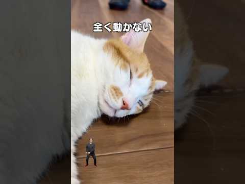 「生存確認」猫あるある|フルはApple Musicほか音楽アプリへ サムネイル