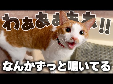 この猫は何をずっと喋っているんだろうか。 サムネイル