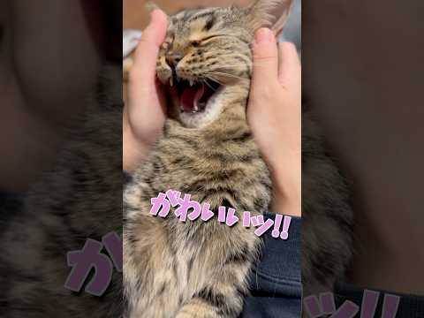 もふもふ猫を愛でる飼主たちwww cat 猫 サムネイル