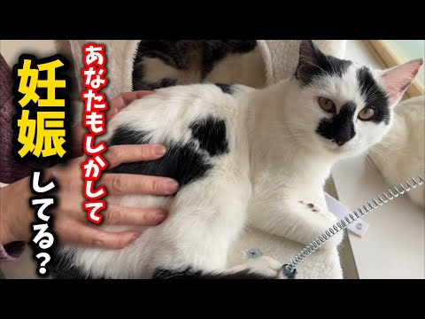 農家のビニールハウスから保護した猫に妊娠疑惑が… サムネイル