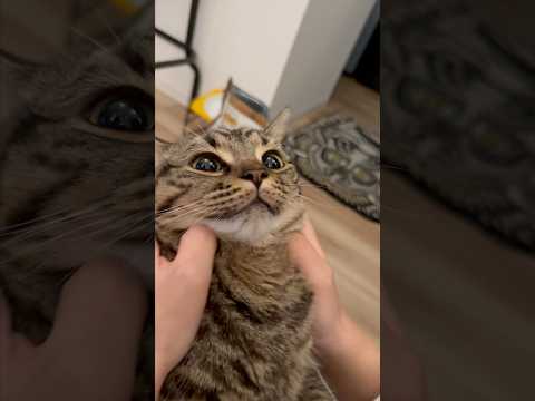 【神曲】プチたぬきの歌!! cat 猫 サムネイル