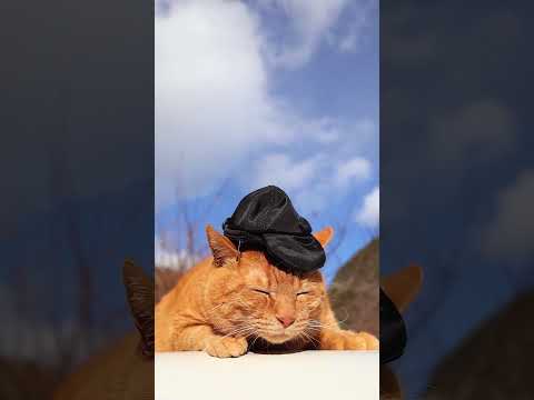 キャップ型バッグチャームポーチ　260211　のせ猫　ダイソー　 cat cute kitten　 ねこ 猫のいる暮ら… サムネイル