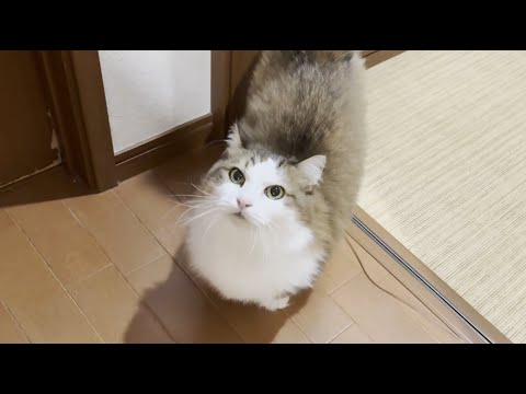 「ずっとご飯がほしいって言うてるのになぁ」と思ってる猫 サムネイル