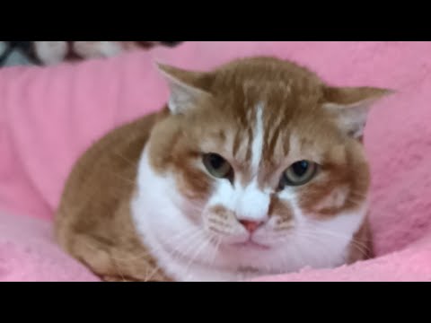 ぼーちゃん がライブ配信中！　2026年2月14日 サムネイル