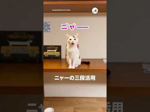 おやつの要求がすごい…笑｜PECO サムネイル