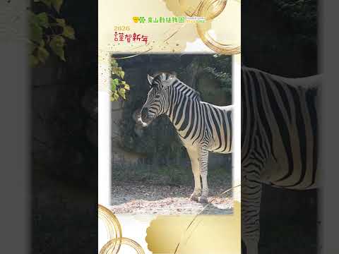 【東山動植物園公式】今年は午年：ピースのご紹介《 チャップマンシマウマ　シマウマ 》 short サムネイル