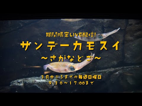 期間限定LVE配信！ サンデーカモスイ ～さがなどご～ サムネイル