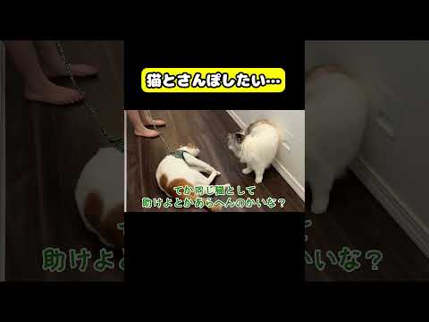 猫とさんぽしたい…猫 おもしろ アテレコ ニャンチューバーつくし サムネイル