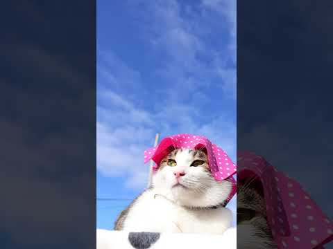フラワー帽子　260308　のせ猫　 cat　　 cute ネコ ネコ ねこ　 猫のいる暮らし　 猫　　 cuteca… サムネイル