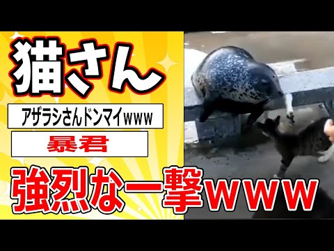 【2ch動物スレ】猫さん、暴君になってしまうｗｗｗ 2ch面白いスレ 2ch動物スレ サムネイル