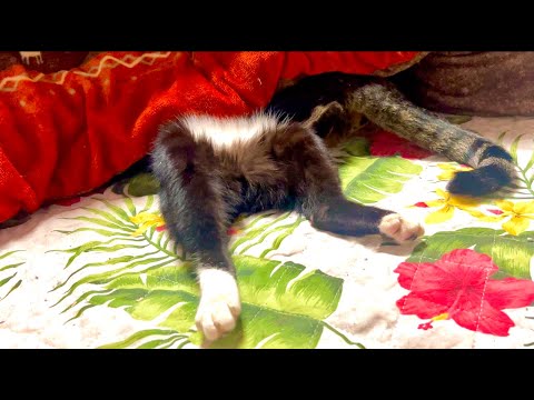 99%が5分で眠くなる｜猫×水の音ASMR Deep Relax ASMR｜Cat Purring & Wooden… サムネイル