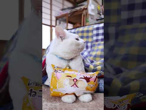ねこのふくふくおくちパン きゃにゃめる味　260222　のせ猫　 cat cute kitty　 kitten cut… サムネイル