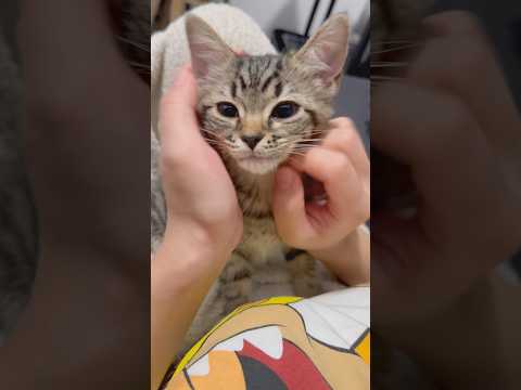 【天使】もふもふ子猫、可愛く育ちました...!! cat 猫 サムネイル