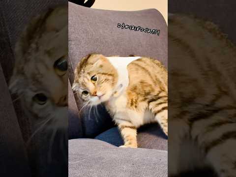 猫が動けなくなる!?魔法みたいな「にゃんケアチョッキPRO」でこんなことに🤣🤣🤣