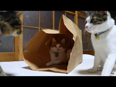 紙袋入りちろ　260306 サムネイル