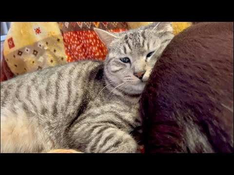99%が5分で眠くなる😴 猫のゴロゴロ×Water Wood ASMR サムネイル