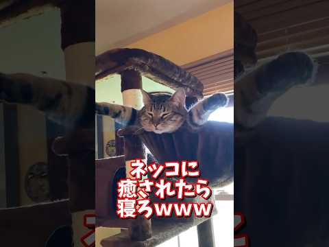 ネッコの動画で癒されたら寝ろｗｗｗ　2ch  動物  猫 癒やし ねこ動画 ねこ サムネイル