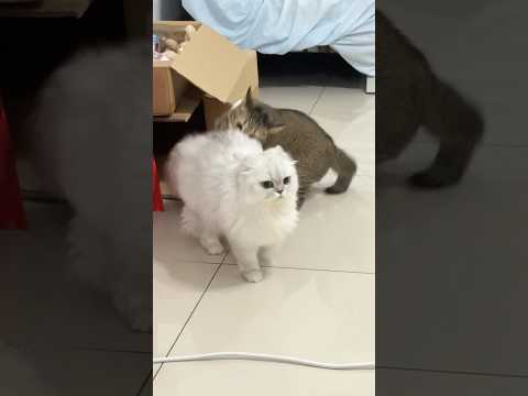 Two little meow meow サムネイル