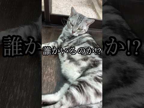 誰かいるのか!? ねこ 昼寝 cat アメショ たろう サムネイル