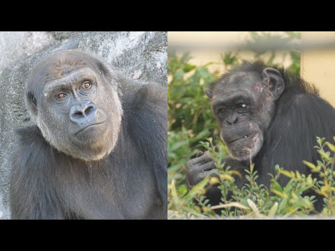 千葉市動物公園、よく聞け！コイコを怒らせるな💢コイコはこわいぞ！（見た目が😆）　京都市動物園　チンパンジー　202512 サムネイル