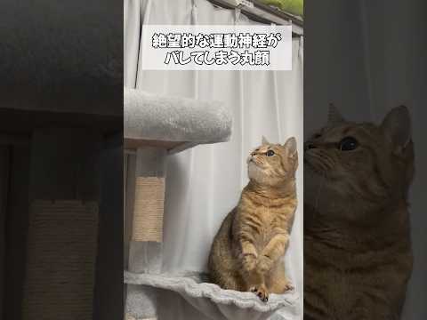 運動音痴が過ぎてキャットタワーから転げ落ちる猫ww サムネイル